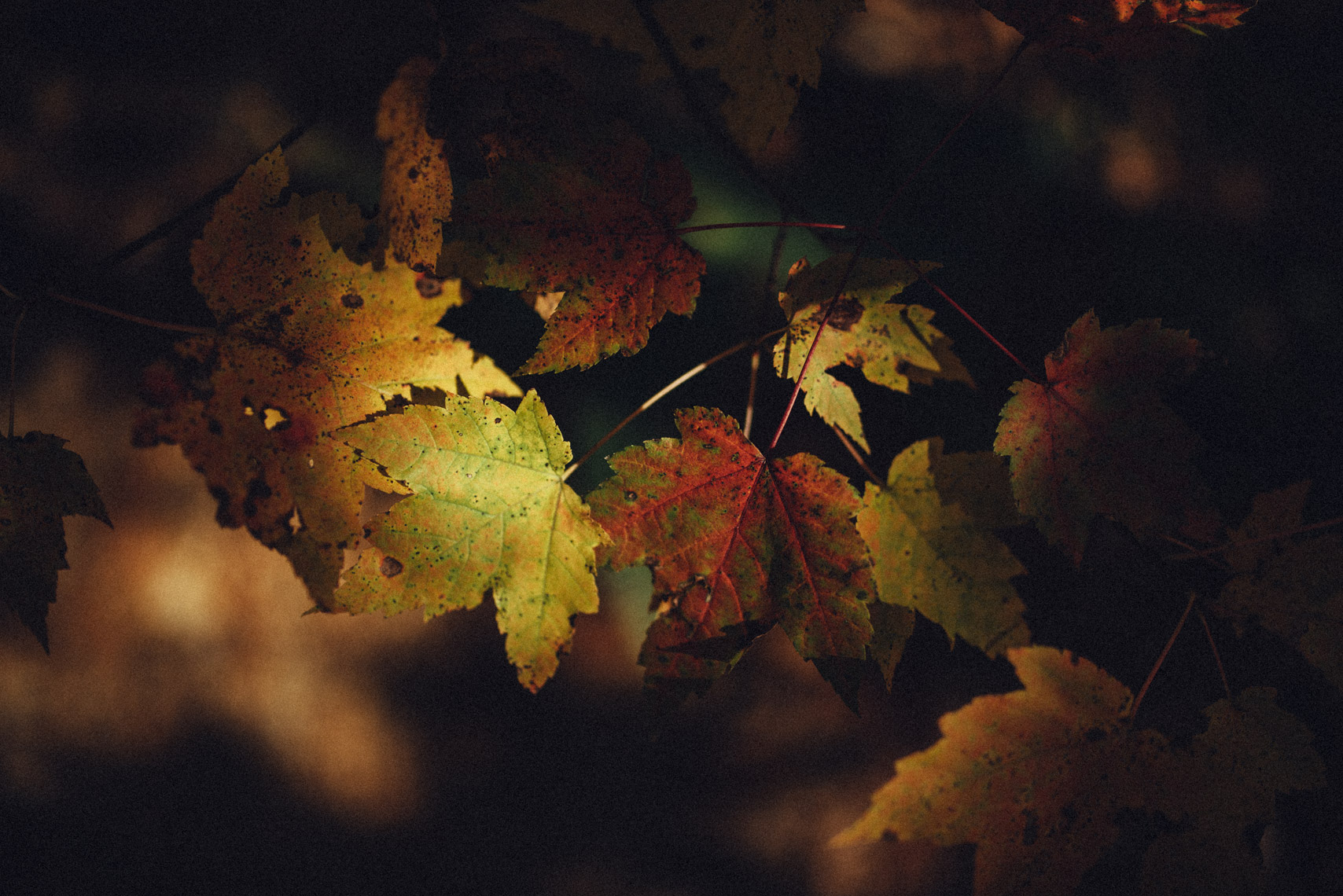 leaves_ft_mtn_statepark_112217_lowres_LEE6206